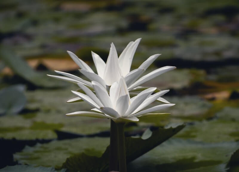 Gold Coast Psychologists And Counsellors White Lotus Flower